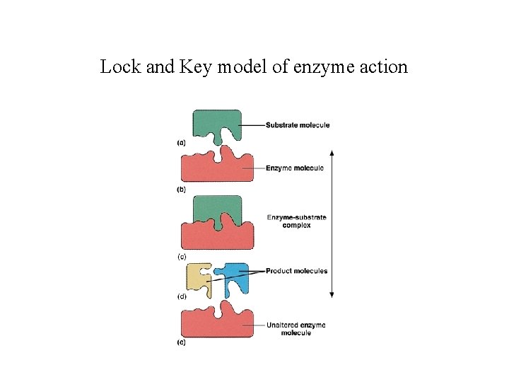 Lock and Key model of enzyme action 