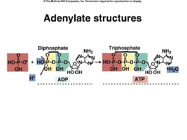 ADP and ATP structures 