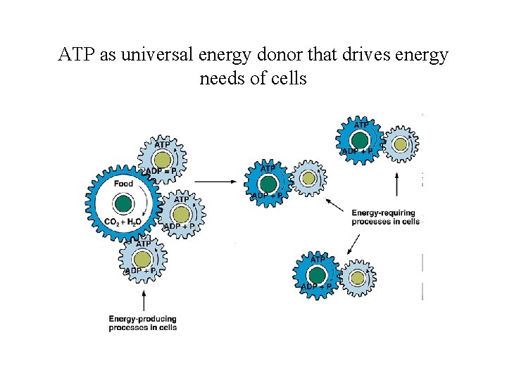 ATP as universal energy donor that drives energy needs of cells ATP as universal energy donor that drives energy needs of cells
