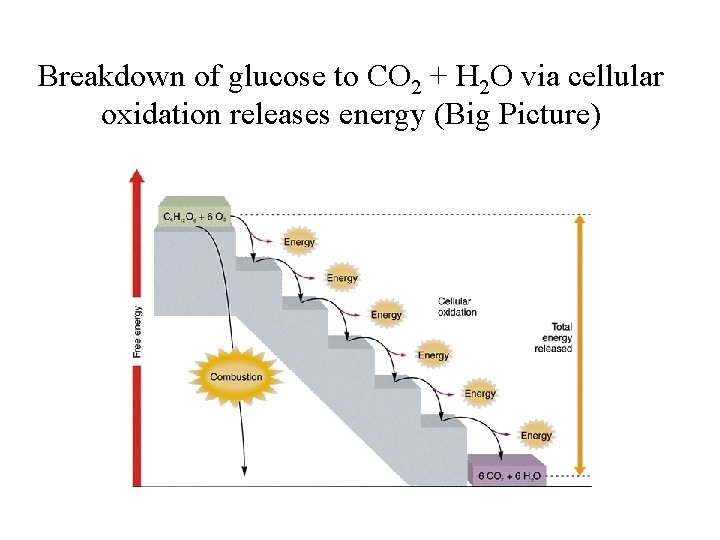Breakdown of glucose to CO 2 + H 2 O via cellular oxidation releases Breakdown of glucose to CO 2 + H 2 O via cellular oxidation releases