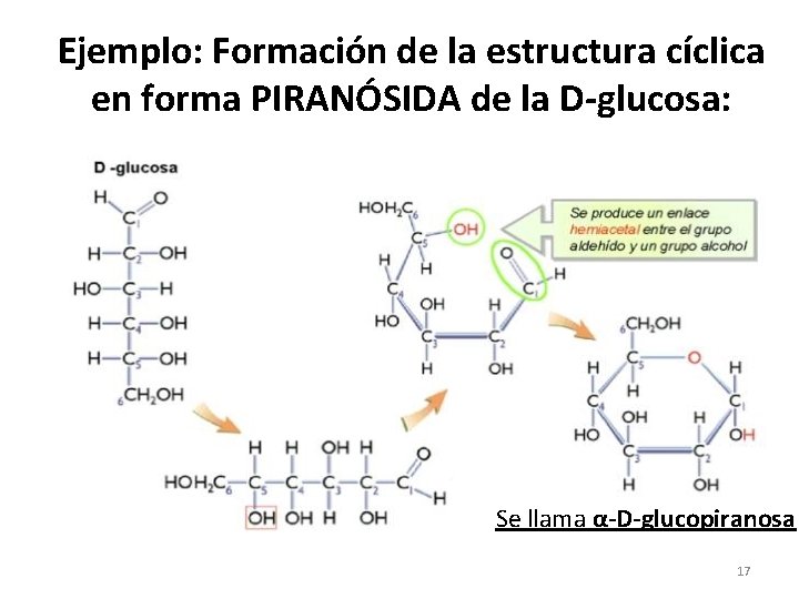 Ejemplo: Formación de la estructura cíclica en forma PIRANÓSIDA de la D-glucosa: Se llama