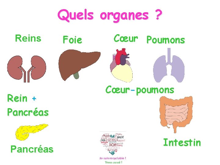 Quels organes ? Reins Rein + Pancréas Foie Cœur Poumons Cœur-poumons Intestin 