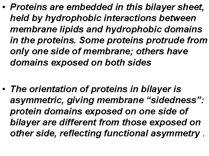  • Proteins are embedded in this bilayer sheet, held by hydrophobic interactions between