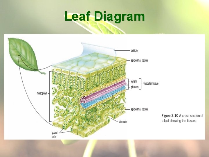 Leaf Diagram 