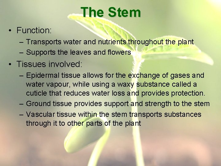 The Stem • Function: – Transports water and nutrients throughout the plant – Supports