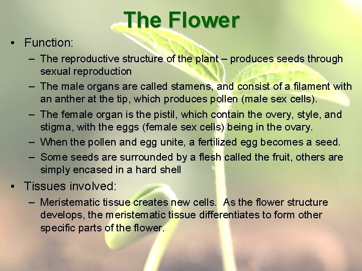 The Flower • Function: – The reproductive structure of the plant – produces seeds