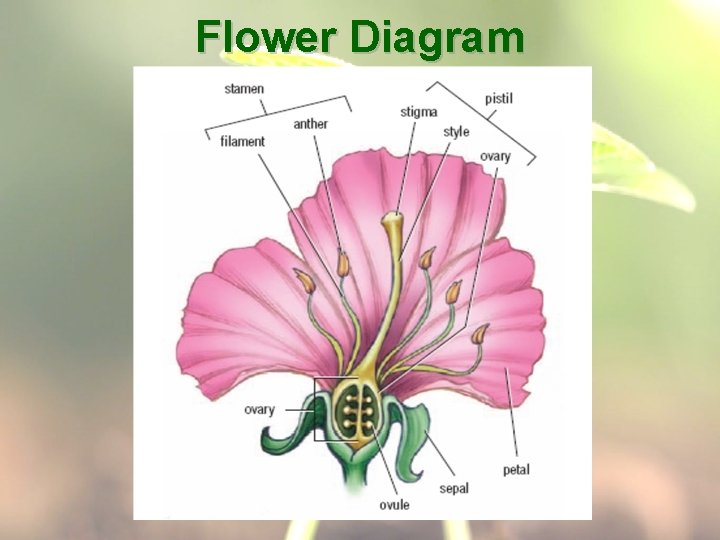 Flower Diagram 