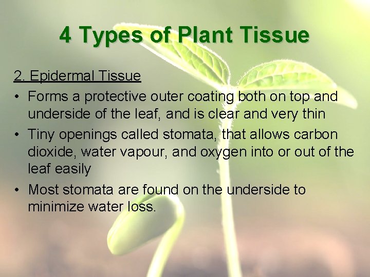 4 Types of Plant Tissue 2. Epidermal Tissue • Forms a protective outer coating