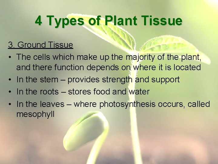 4 Types of Plant Tissue 3. Ground Tissue • The cells which make up