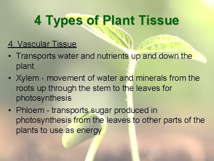 4 Types of Plant Tissue 4. Vascular Tissue • Transports water and nutrients up