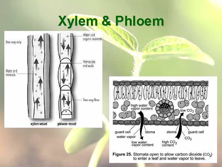 Xylem & Phloem 