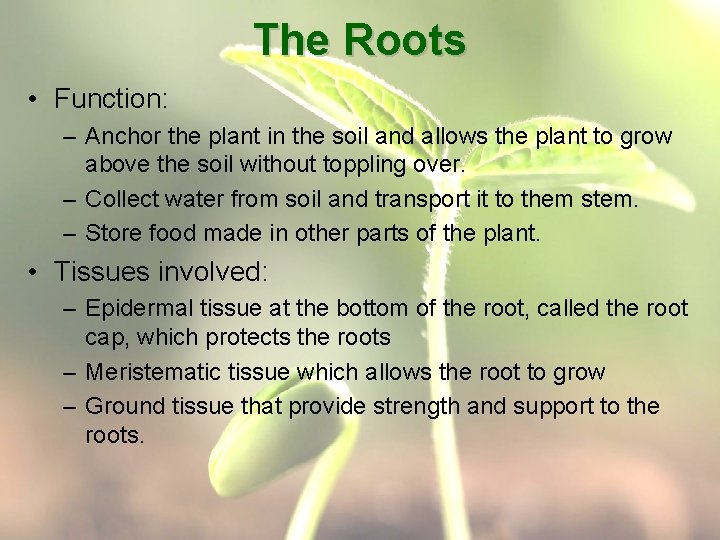The Roots • Function: – Anchor the plant in the soil and allows the