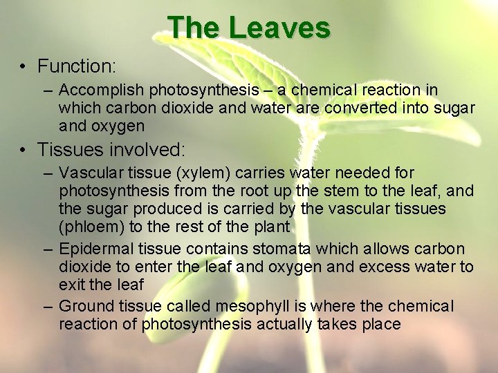 The Leaves • Function: – Accomplish photosynthesis – a chemical reaction in which carbon