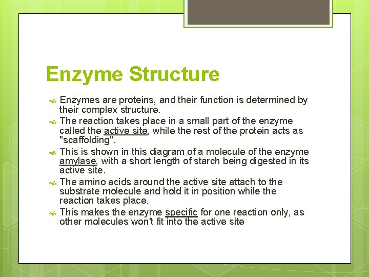 Enzyme Structure Enzymes are proteins, and their function is determined by their complex structure.