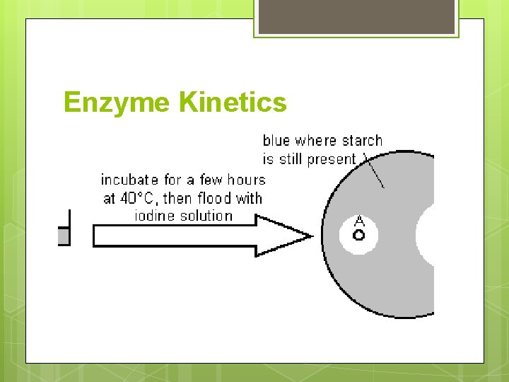 Enzyme Kinetics 