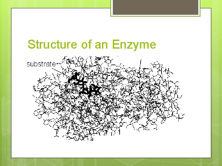 Structure of an Enzyme 