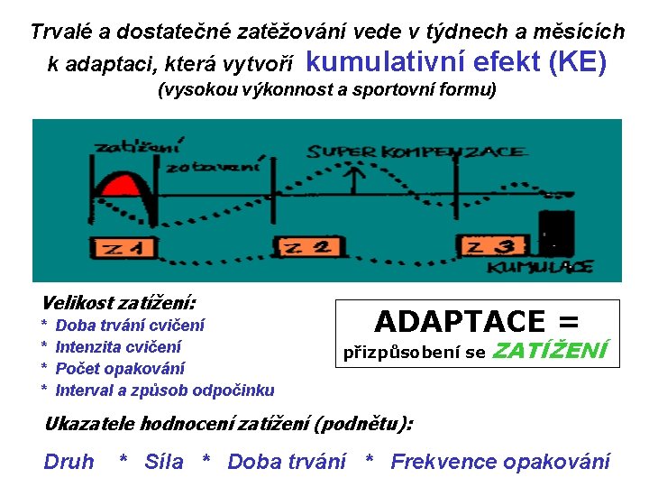 Trvalé a dostatečné zatěžování vede v týdnech a měsících k adaptaci, která vytvoří kumulativní