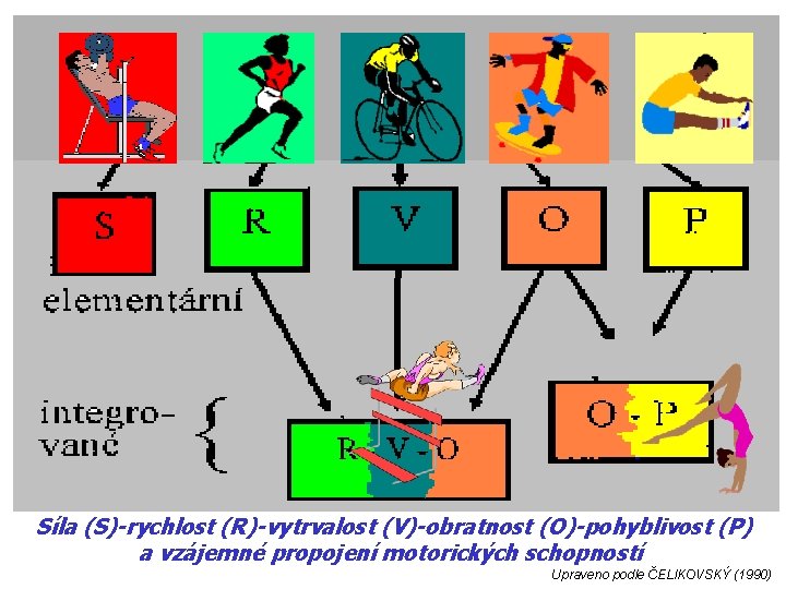 Síla (S)-rychlost (R)-vytrvalost (V)-obratnost (O)-pohyblivost (P) a vzájemné propojení motorických schopností Upraveno podle ČELIKOVSKÝ