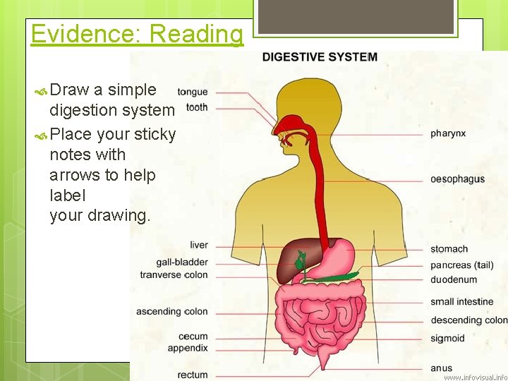 Evidence: Reading Draw a simple digestion system Place your sticky notes with arrows to