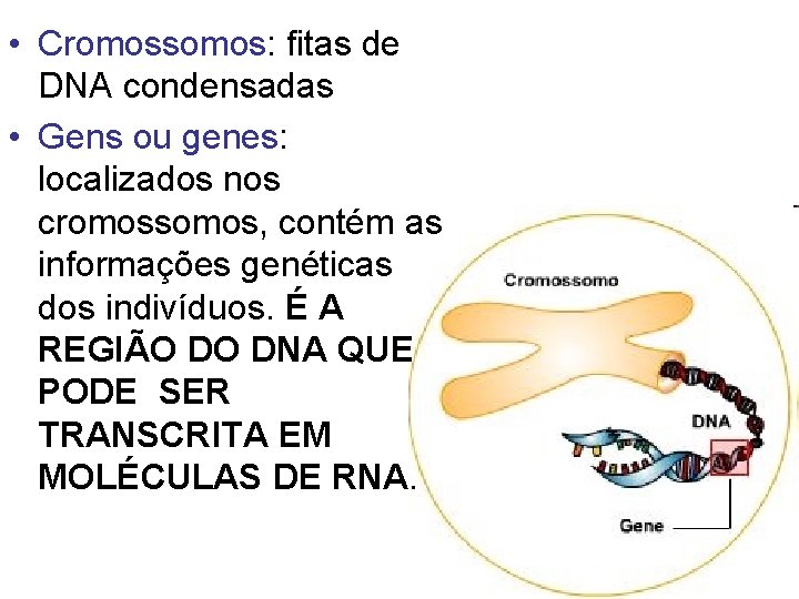  • Cromossomos: fitas de DNA condensadas • Gens ou genes: localizados nos cromossomos,