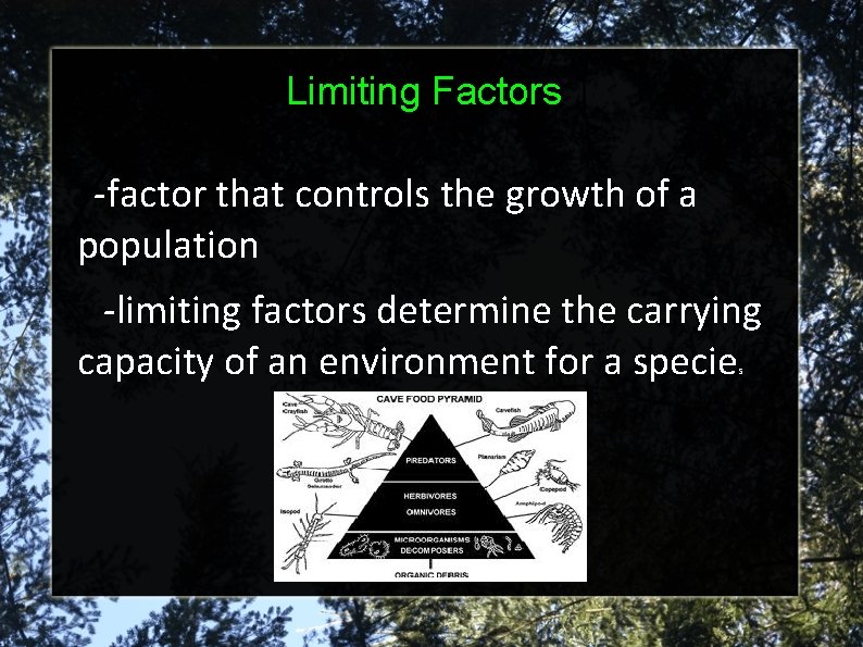 Limiting Factors -factor that controls the growth of a population -limiting factors determine the