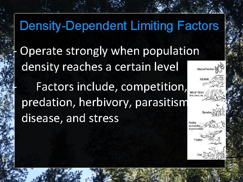 Density-Dependent Limiting Factors - Operate strongly when population density reaches a certain level -