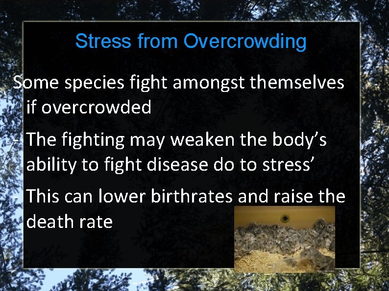 Stress from Overcrowding Some species fight amongst themselves if overcrowded - The fighting may