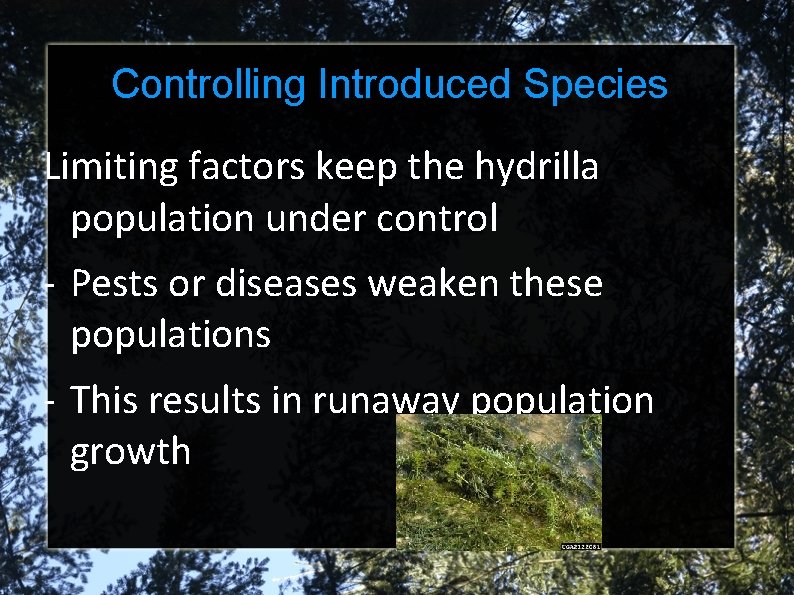 Controlling Introduced Species Limiting factors keep the hydrilla population under control - Pests or