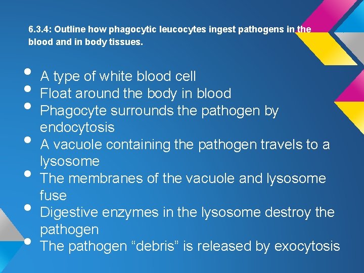 6. 3. 4: Outline how phagocytic leucocytes ingest pathogens in the blood and in 6. 3. 4: Outline how phagocytic leucocytes ingest pathogens in the blood and in