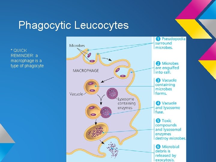 Phagocytic Leucocytes * QUICK REMINDER: a macrophage is a type of phagocyte Phagocytic Leucocytes * QUICK REMINDER: a macrophage is a type of phagocyte