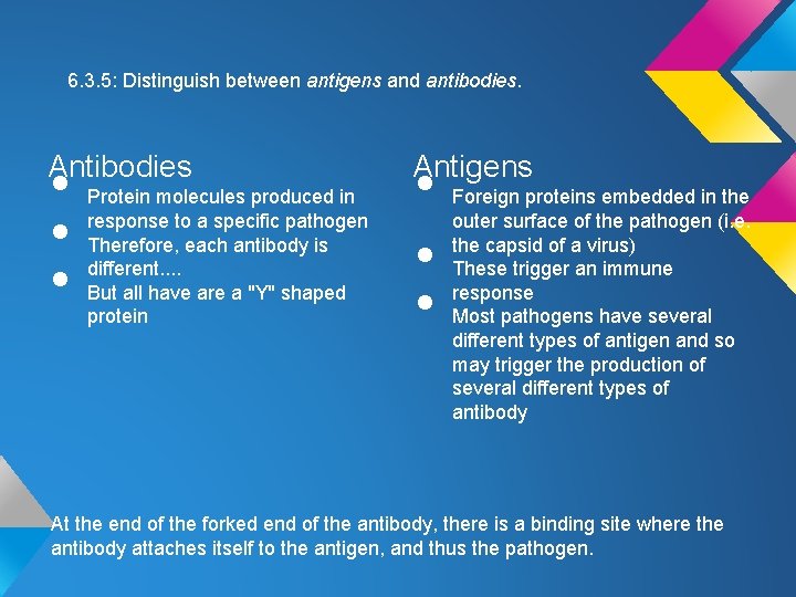 6. 3. 5: Distinguish between antigens and antibodies. Antibodies • • • Protein molecules 6. 3. 5: Distinguish between antigens and antibodies. Antibodies • • • Protein molecules