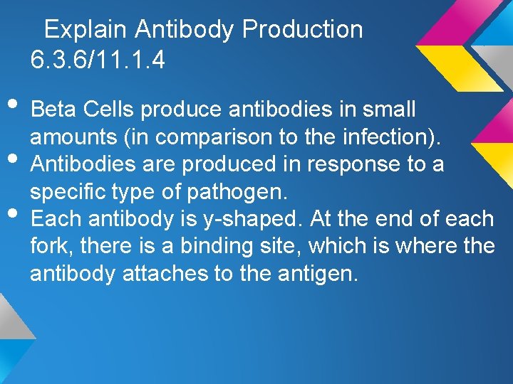 Explain Antibody Production 6. 3. 6/11. 1. 4 • Beta Cells produce antibodies in Explain Antibody Production 6. 3. 6/11. 1. 4 • Beta Cells produce antibodies in