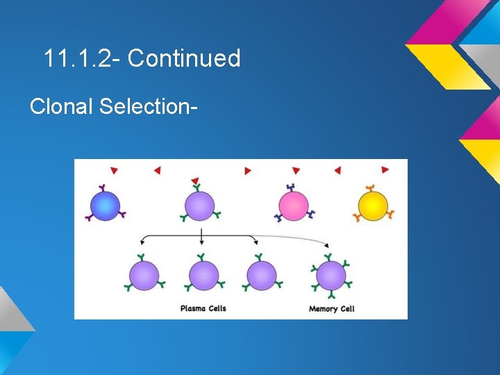 11. 1. 2 - Continued Clonal Selection- 11. 1. 2 - Continued Clonal Selection-