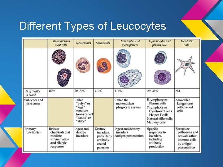 Different Types of Leucocytes Different Types of Leucocytes