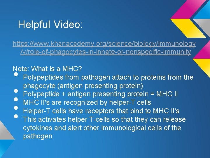 Helpful Video: https: //www. khanacademy. org/science/biology/immunology /v/role-of-phagocytes-in-innate-or-nonspecific-immunity Note: What is a MHC? Polypeptides from Helpful Video: https: //www. khanacademy. org/science/biology/immunology /v/role-of-phagocytes-in-innate-or-nonspecific-immunity Note: What is a MHC? Polypeptides from