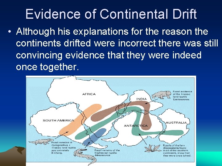 Evidence of Continental Drift • Although his explanations for the reason the continents drifted