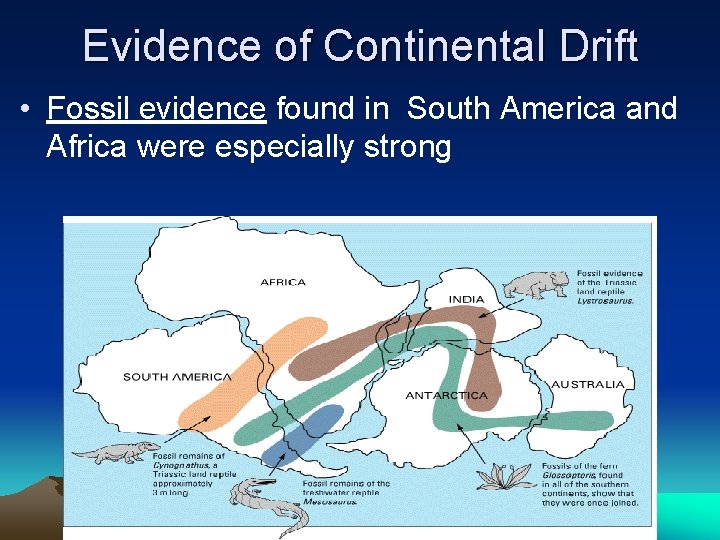 Evidence of Continental Drift • Fossil evidence found in South America and Africa were