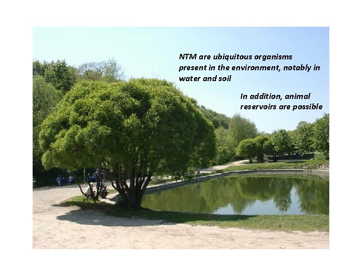 NTM are ubiquitous organisms present in the environment, notably in water and soil In