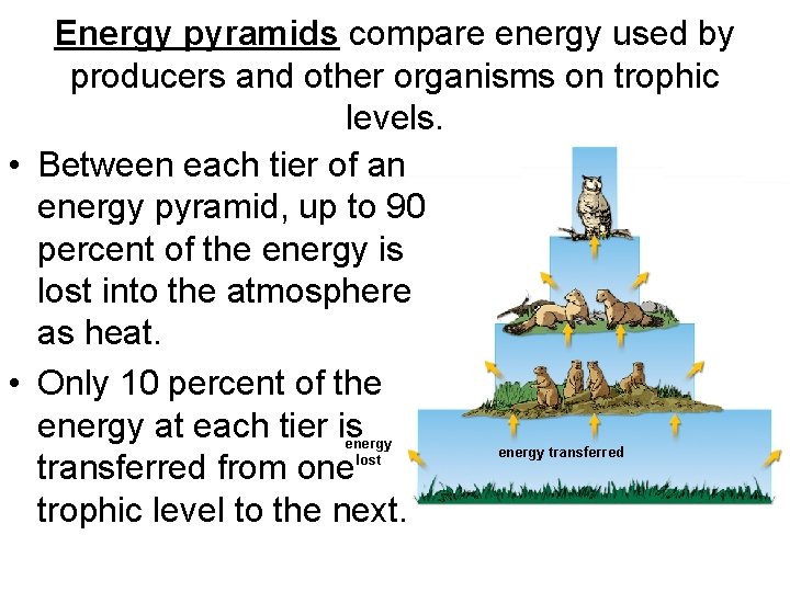Energy pyramids compare energy used by producers and other organisms on trophic levels. •