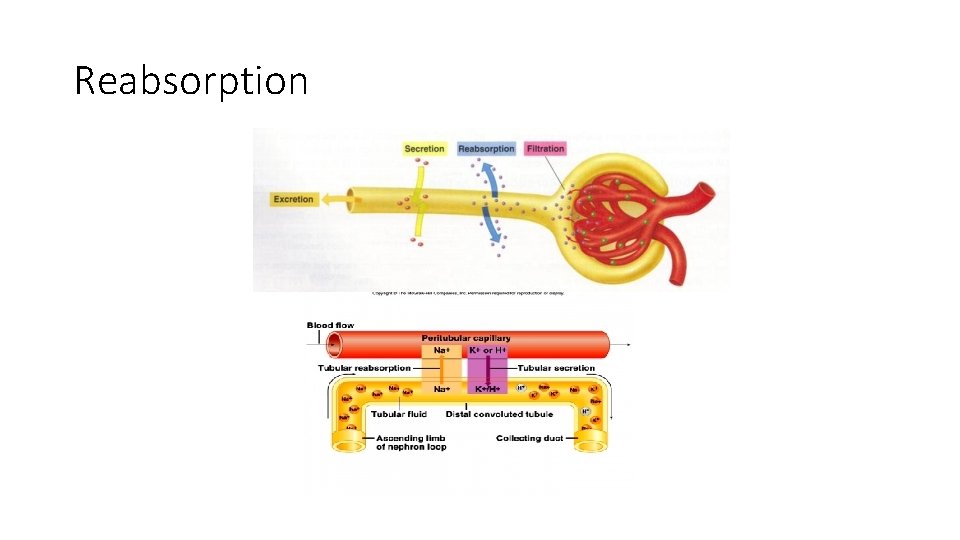 Reabsorption 