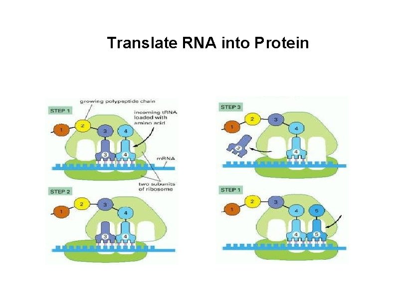 Translate RNA into Protein 