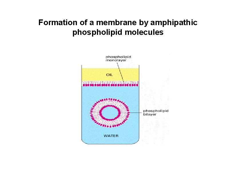 Formation of a membrane by amphipathic phospholipid molecules 