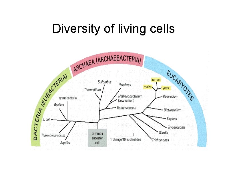 Diversity of living cells 
