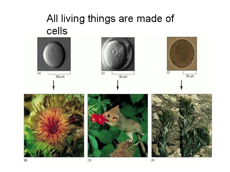 All living things are made of cells 