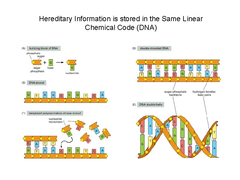 Hereditary Information is stored in the Same Linear Chemical Code (DNA) 