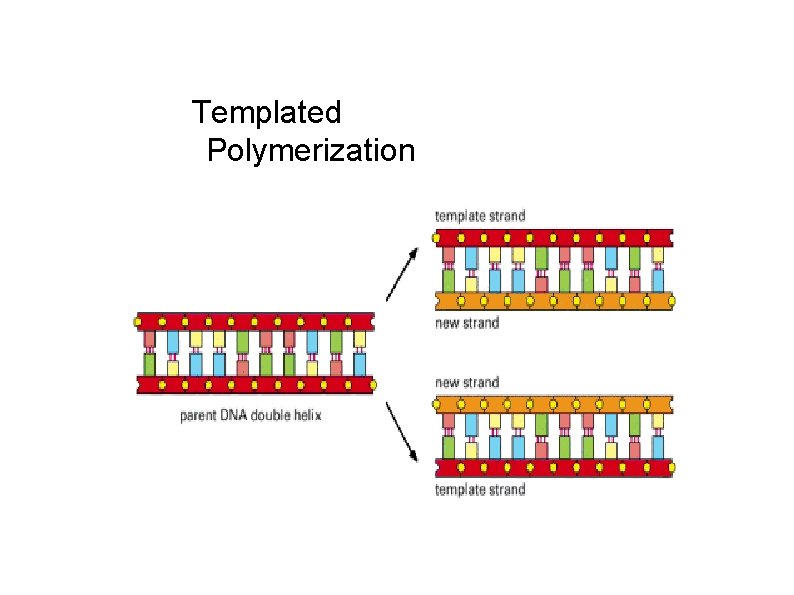 Templated Polymerization 