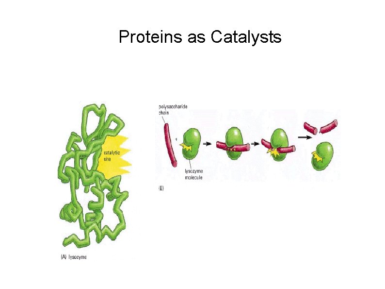 Proteins as Catalysts 