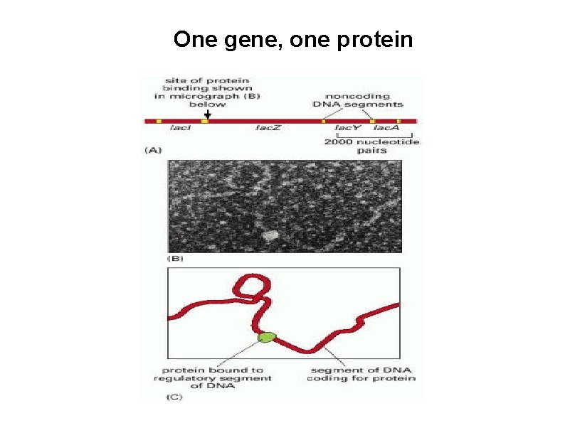 One gene, one protein 