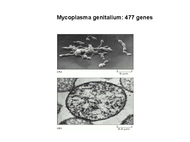 Mycoplasma genitalium: 477 genes 