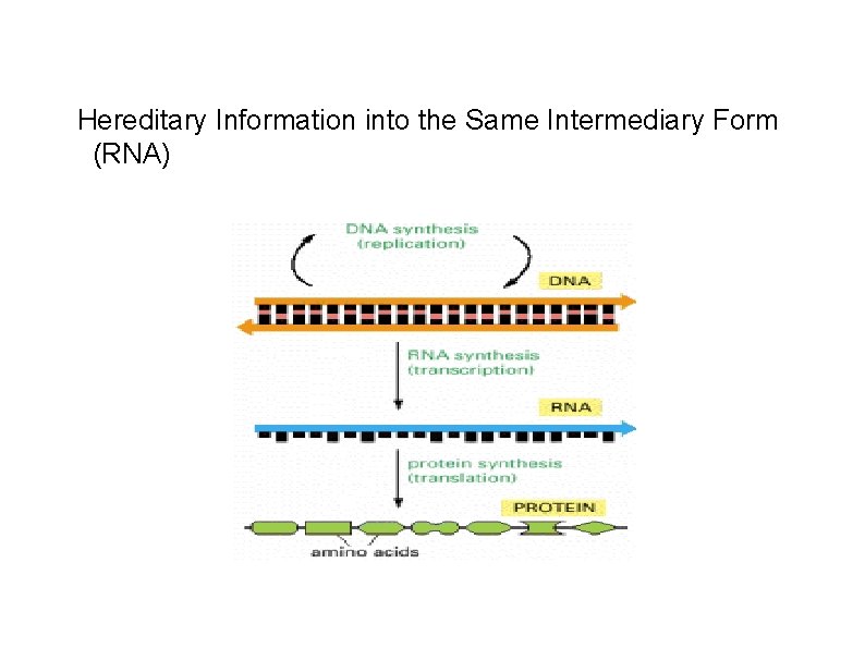 Hereditary Information into the Same Intermediary Form (RNA) 